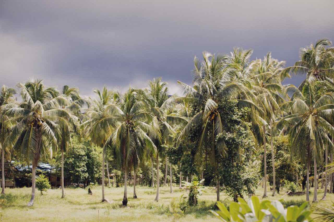Ciel de mousson au-dessus d'une cocoteraie tropicale. Photo : Alexey Demidov / Pexels