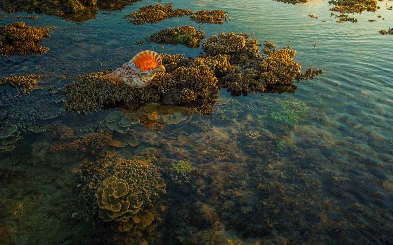 Le platier corallien sous quelques centimètres d'eau à marée basse. Photo : Trung Nguyen / Pexels