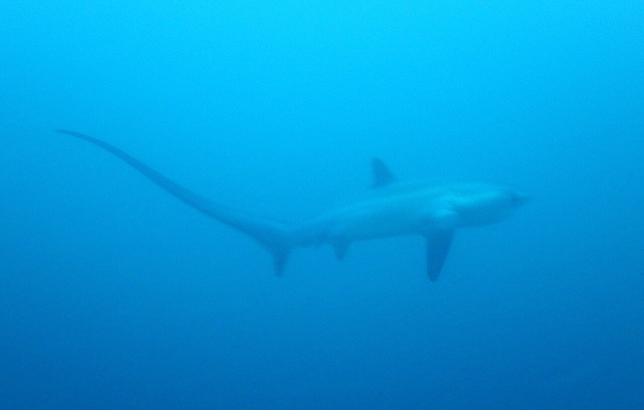 Requin-renard au large de Malapascua