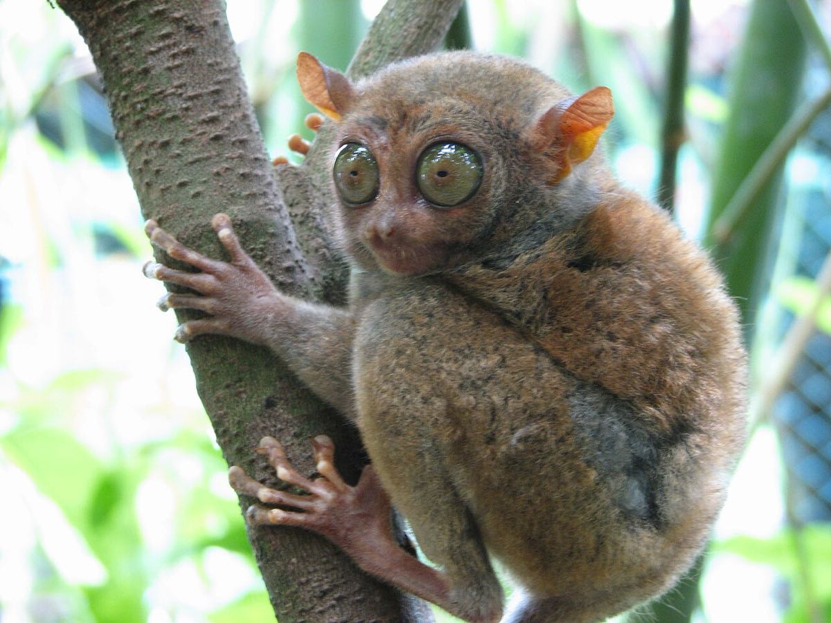 Un tarsier des Philippines agrippé à une branche, à Bohol. Photo : mtoz / CC BY-SA 2.0 via Wikimedia Commons