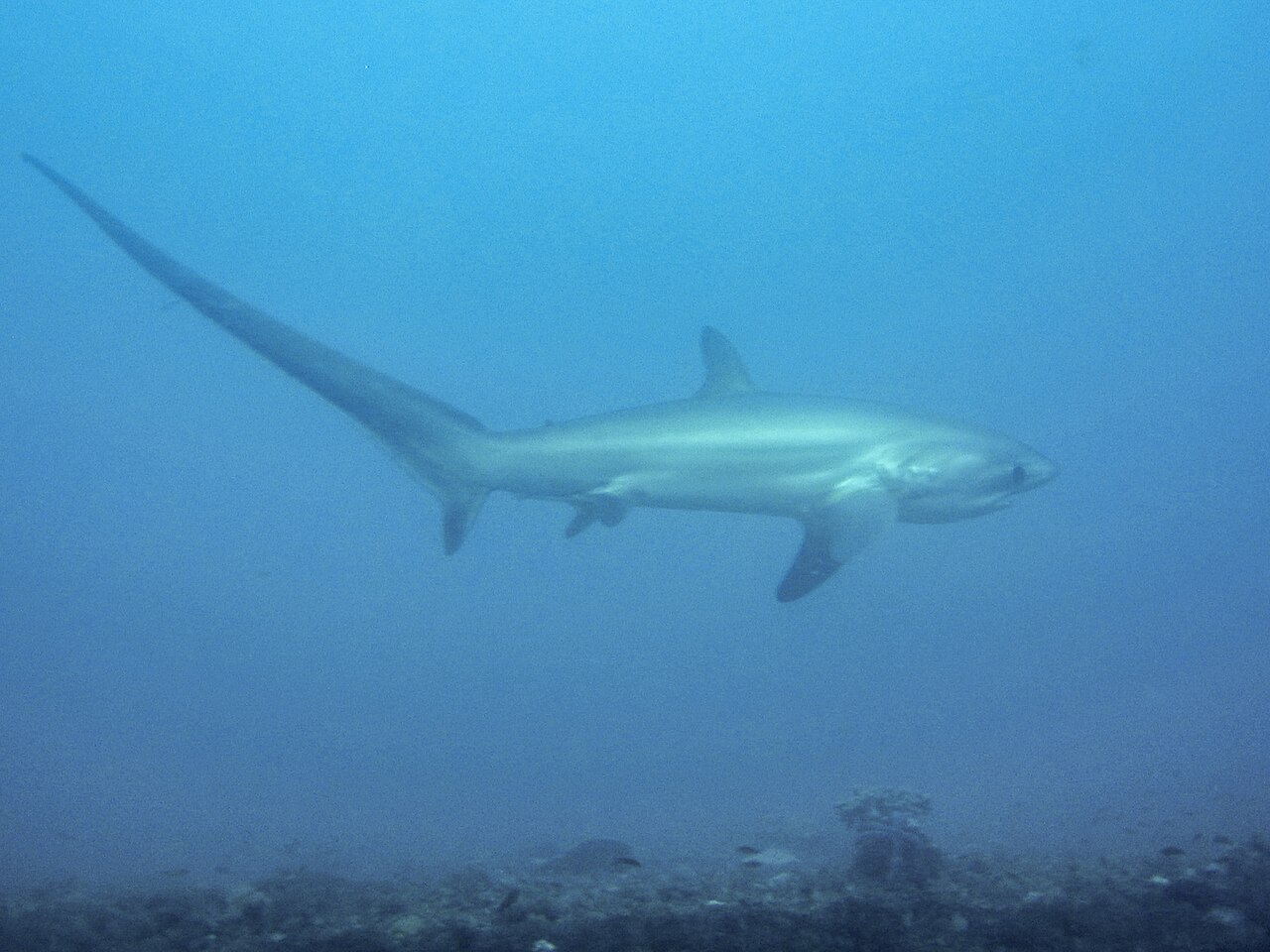 A thresher shark off Malapascua.
