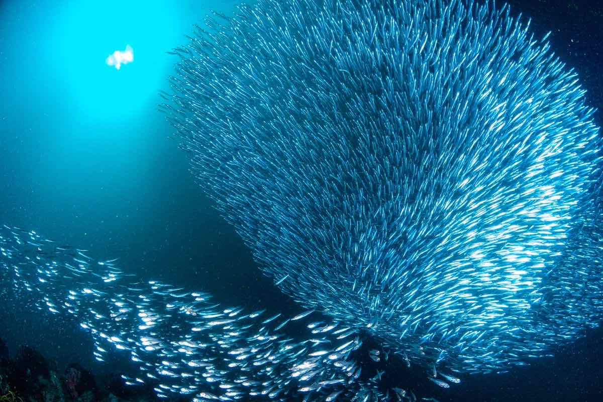 Banc de sardines compact vu en apnée dans une eau bleue