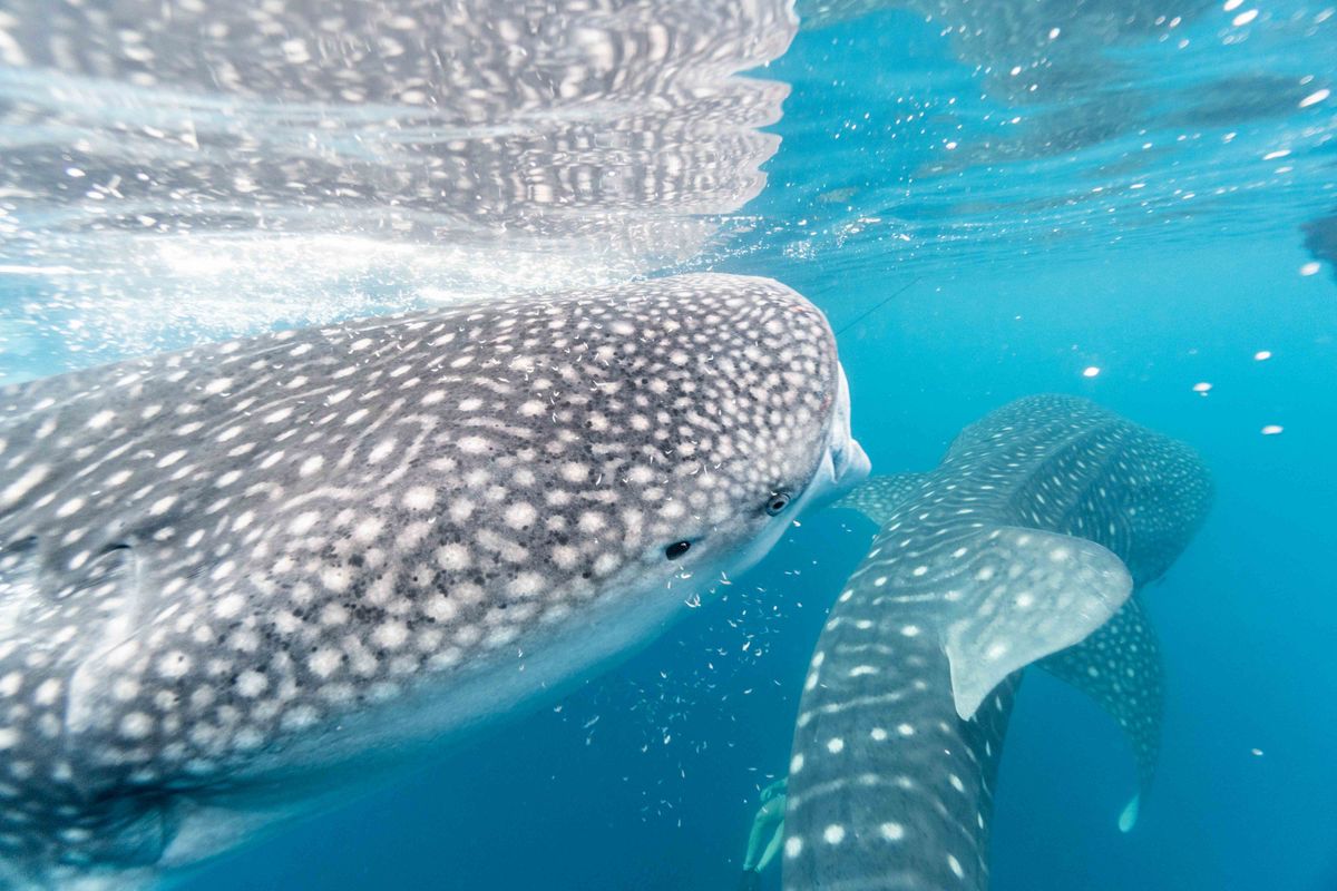 Deux requins-baleines filtrant de petites crevettes près de la surface