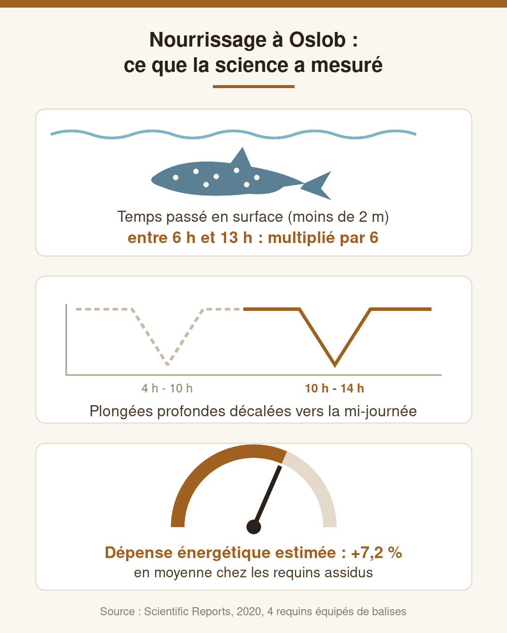 Infographie : effets mesurés du nourrissage sur les requins-baleines d'Oslob, temps en surface multiplié par 6, plongées décalées, dépense énergétique +7,2 %